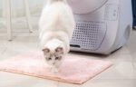Intelligent self-cleaning cat litterbox Catlink Scooper Young Version - Image 5