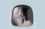Pet Travel Backpack PetKit Breezy 2 (Desert Moro) - Image 6