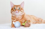 Interactive Cat Toy Cheerble Wicked Snail (blue) - Image 3