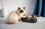 Bowls for dogs and cats Petkit Fresh Nano - Image 4
