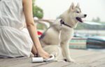 Doggie bag holder PetKit - Image 7