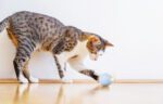 Interactive Cat Toy Cheerble Wicked Snail (blue) - Image 4