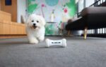 Interactive Dog Toy Cheerble Wickedbone - Image 6