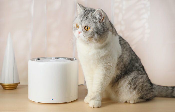 Fountain/ drinker for Dog and Cat PetKit Eversweet Wireless SUS304 - Image 7